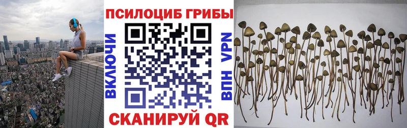 Псилоцибиновые грибы прущие грибы сайты даркнета официальный сайт Видное